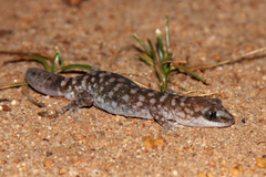 Diplodactylus lateroides
