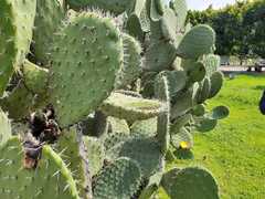 Opuntia