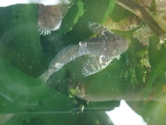 Clinocottus globiceps