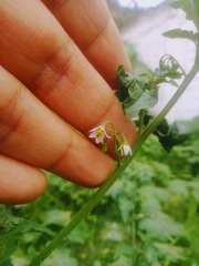 Solanum americanum