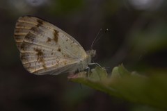 Colotis aurora