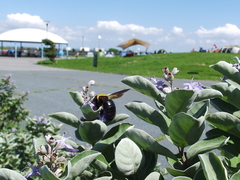 Xylocopa appendiculata