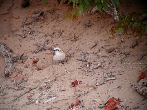Bare-cheeked Babbler (Turdoides gymnogenys), photo 10