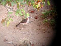 Turdoides gymnogenys