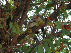 Turdoides gymnogenys