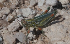 Hesperotettix viridis viridis