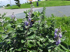 Xylocopa appendiculata