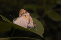 Colotis aurora