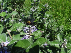 Xylocopa appendiculata