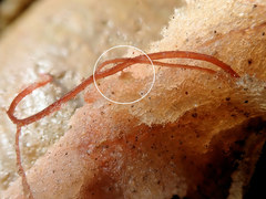 Thuretia quercifolia