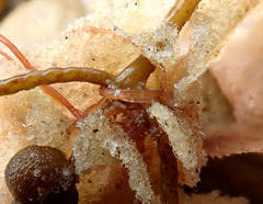 Thuretia quercifolia