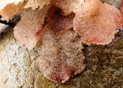 Thuretia quercifolia