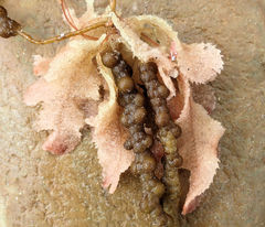 Thuretia quercifolia