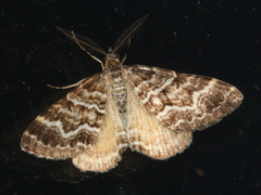 Chrysolarentia heliacaria