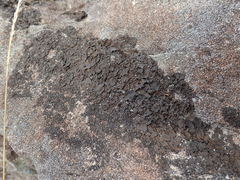 Umbilicaria polyphylla