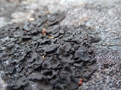 Umbilicaria polyphylla