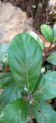 Ficus fistulosa