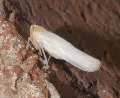 Neocenchrea heidemanni