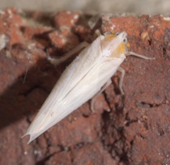 Neocenchrea heidemanni