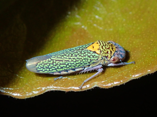 Molomea alternata