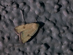 Micrathetis