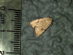 Micrathetis