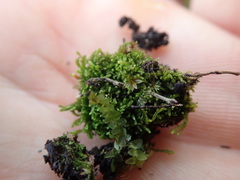 Cephalozia bicuspidata