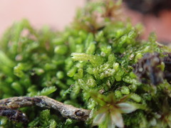 Cephalozia bicuspidata