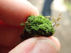 Cephalozia bicuspidata