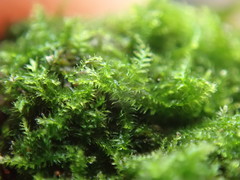 Cephalozia bicuspidata