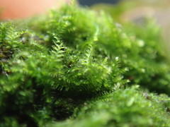 Cephalozia bicuspidata