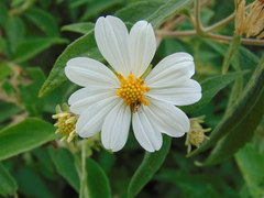 Montanoa leucantha