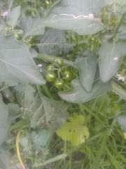 Solanum americanum