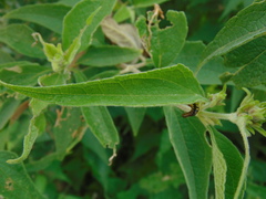 Montanoa leucantha