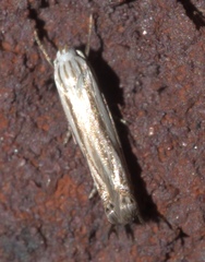 Polyhymno luteostrigella