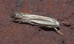 Polyhymno luteostrigella