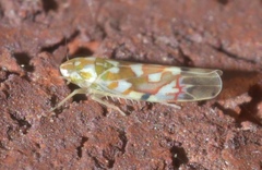 Erythroneura reflecta