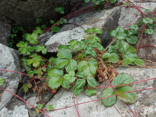 Fragaria chiloensis