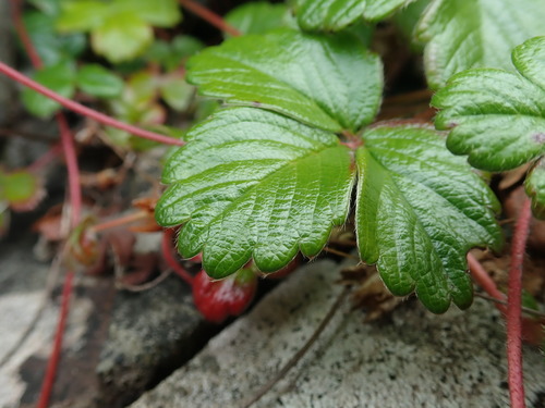 Fragaria chiloensis