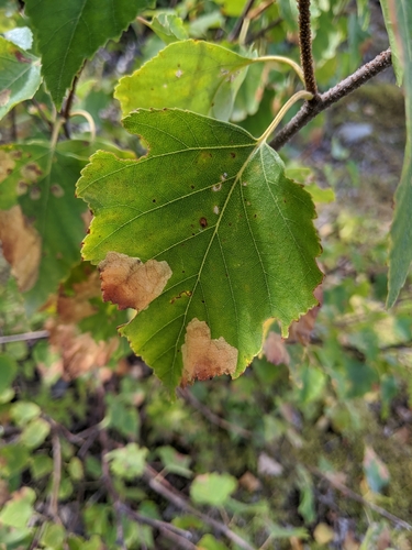Late Birch Leaf Edgeminer Sawfly photo 4