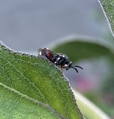 Brachymeria podagrica