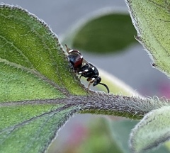 Brachymeria podagrica