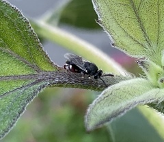 Brachymeria podagrica