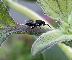 Brachymeria podagrica