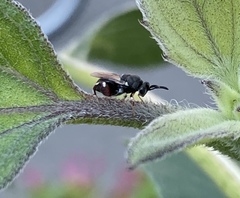 Brachymeria podagrica