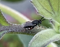 Brachymeria podagrica