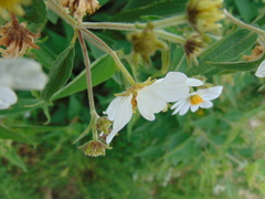 Montanoa leucantha