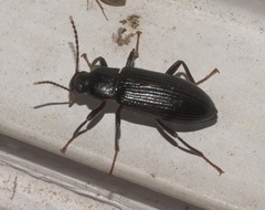 Strongylium terminatum