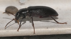 Strongylium terminatum