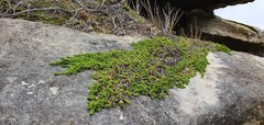 Pimelea carnosa